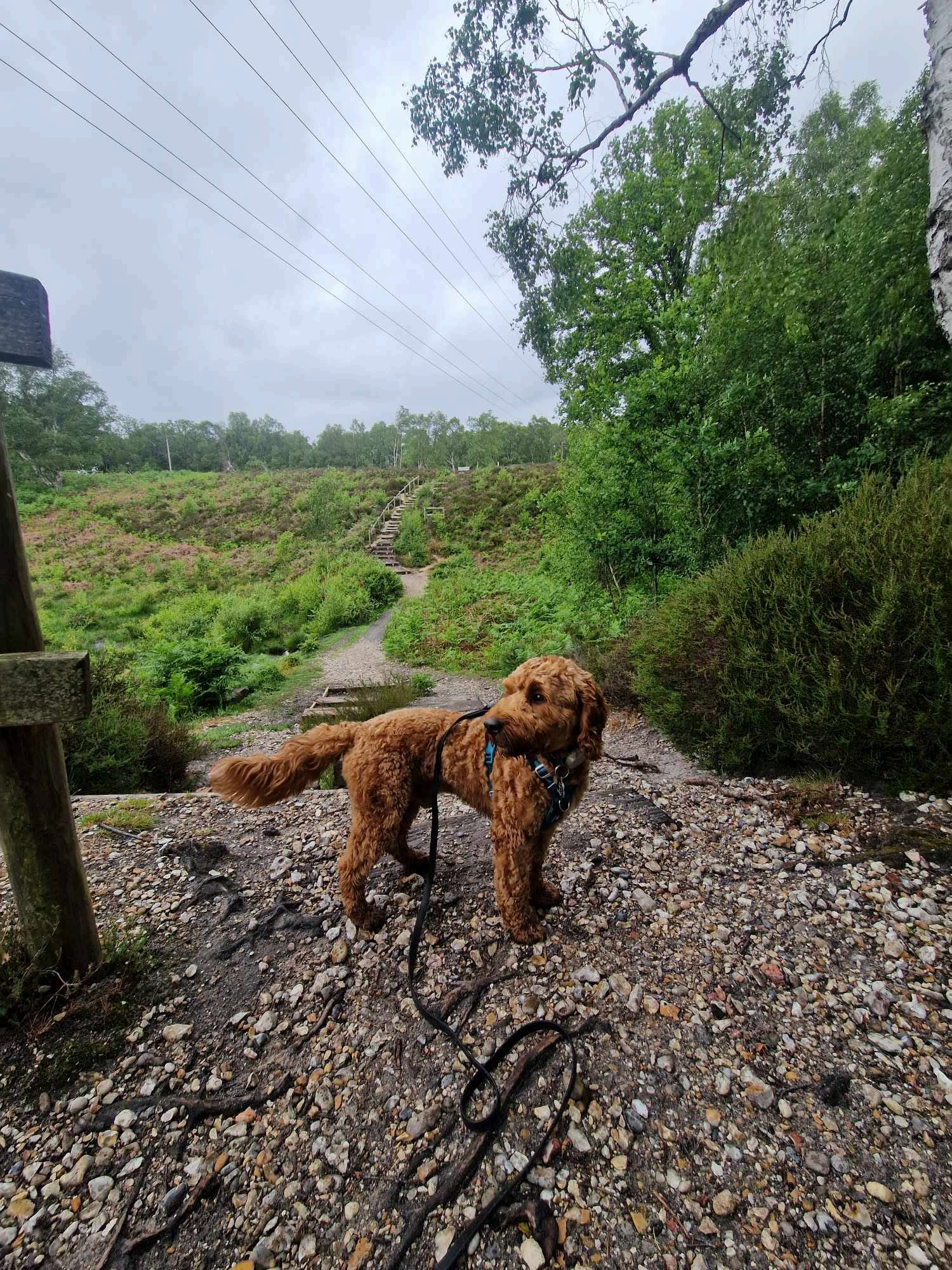 The Whitehead family's red cockapoo on a heathland trail