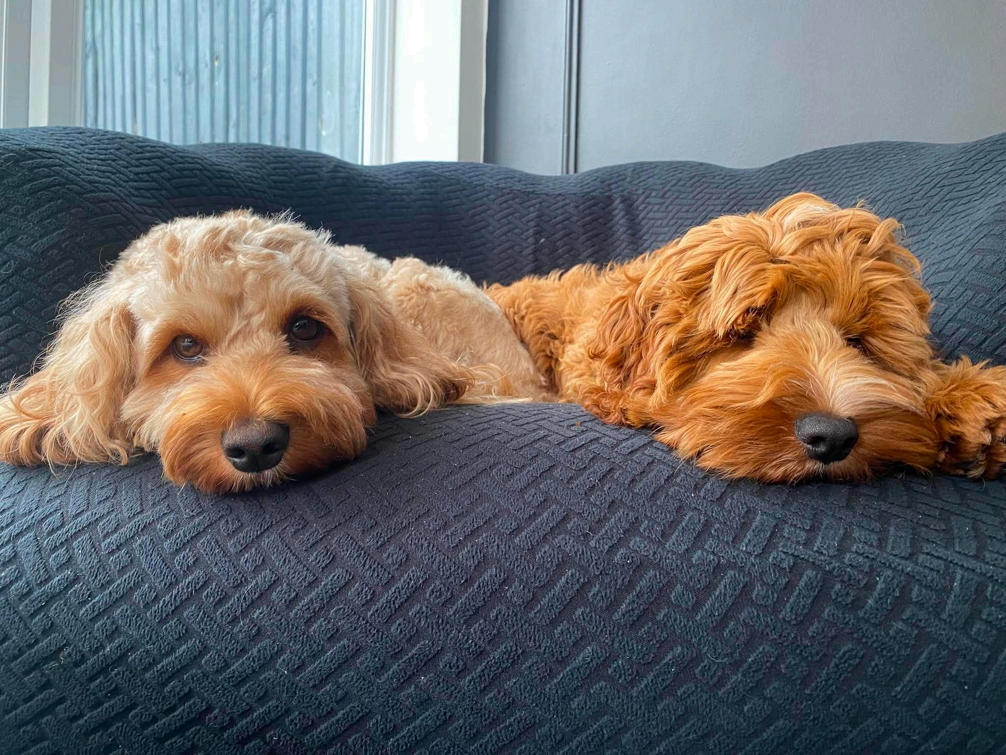 Hayley's two cockapoos, Mollie and Hugo, resting on the sofa