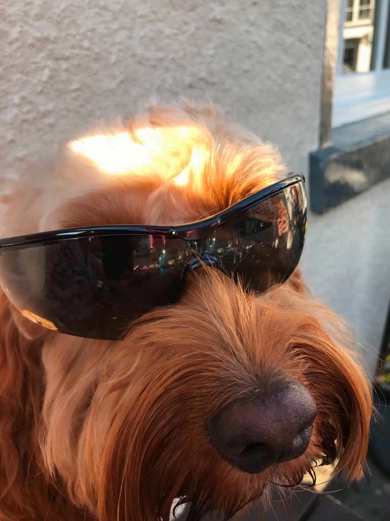 Marley, Sharon's red cockapoo, wearing sunglasses