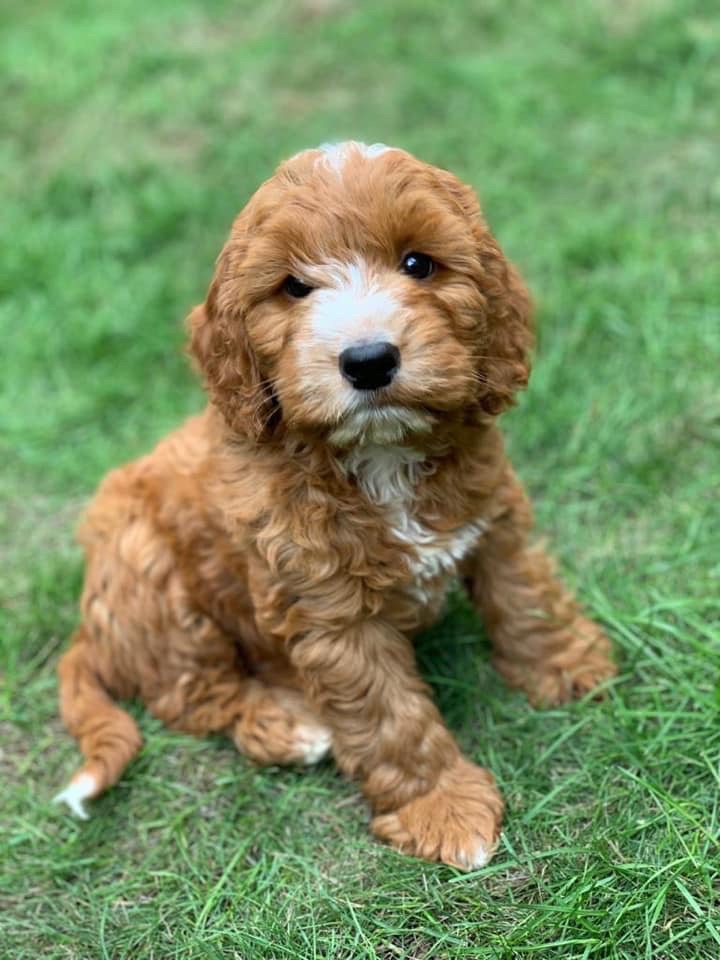 An apricot cockapoo puppy sitting on grass