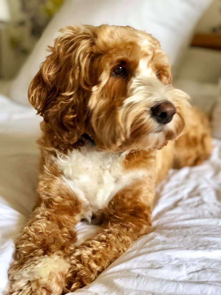 An apricot cockapoo resting on a bed