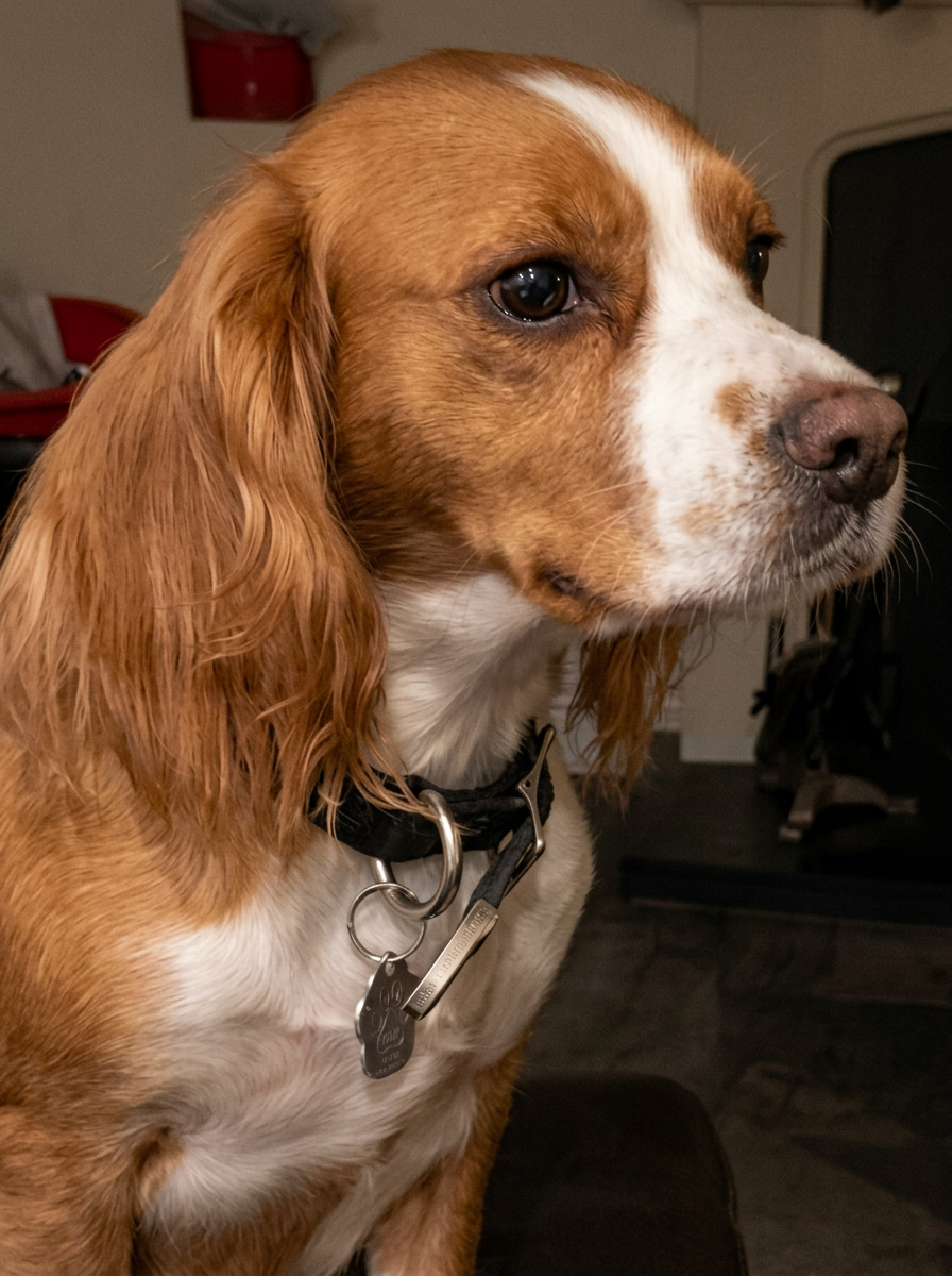 A red and white cockapoo in profile