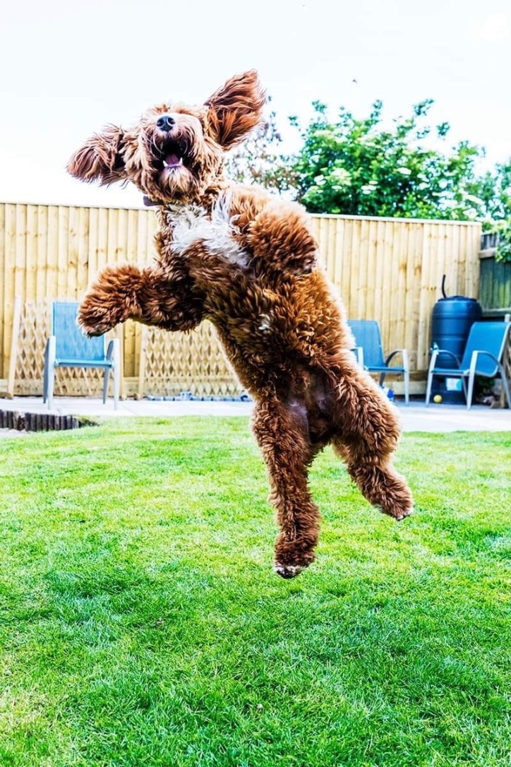 A joyful red cockapoo leaping through the air in a sunny garden