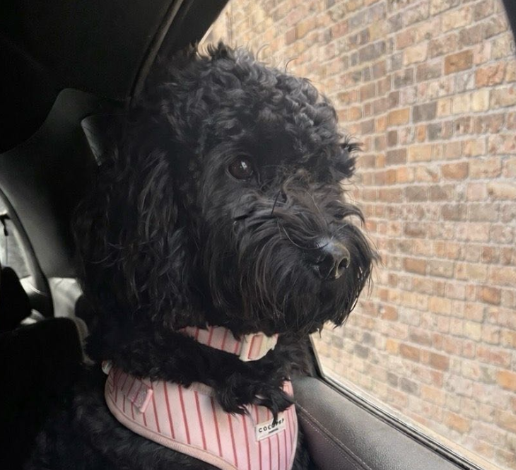 Frankie, the Doolan family's cockapoo, wearing a pink harness